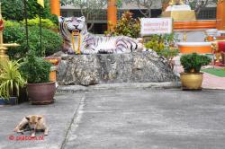 Tiger temple.